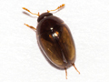 Olibrus corticalis